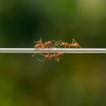 Close-up view of red ants in a line on a cable wire against blurred green background.